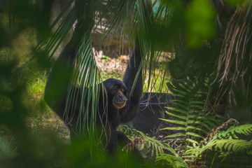 Happy monkey 