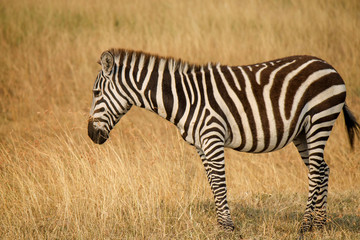 Fototapeta na wymiar Young Plains Zebra - Scientific name: Equus quagga - standing in tall grass.jpg