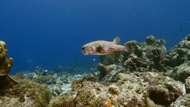 Seascape of coral reef in the Caribbean Sea around Curacao with Porcupinefish