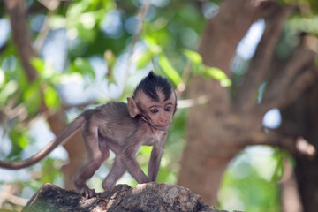 可愛いサル