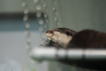 眠るカワウソ