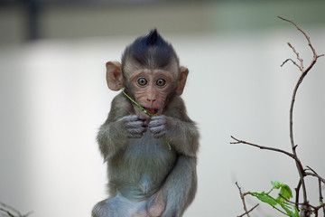 可愛いサル