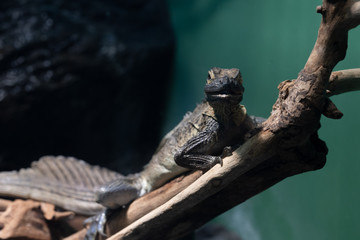 フィリピンホカケトカゲ