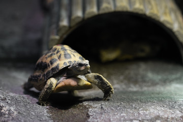 リクガメの赤ちゃん