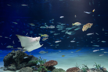 水族館の水槽で泳ぐエイと魚のイメージ © mapo