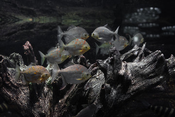 水槽の中のピラニア