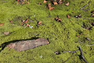 Mousse d'automne