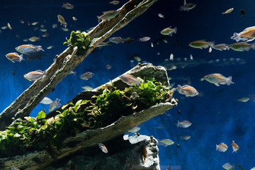 水槽の中で枯れ木の周りを泳ぐ小魚
