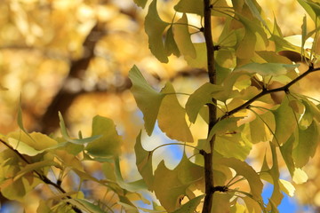 Fototapeta premium 紅葉