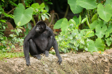 Siamang gibbon in the forest