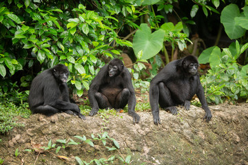 Siamang gibbon in the forest