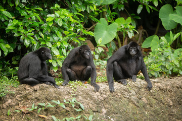 Siamang gibbon in the forest