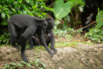 Siamang gibbon in the forest