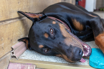 Big black and tan cropped doberman pinscher with cut ears lying on the floor and looking in camera