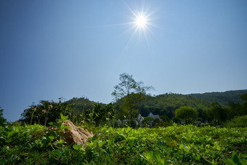 sunny on blue sky and green park of mountain