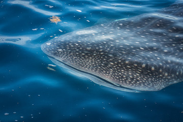 Wild Whale Shark in the Caribbean Ocean of Mexico