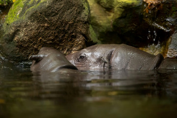 Pygmy Hippopotamus in the water