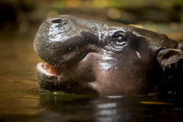 Fototapeta premium View of Pygmy Hippopotamus in the water