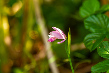 Rose Pogonia in Cranberry Glades Wilderness