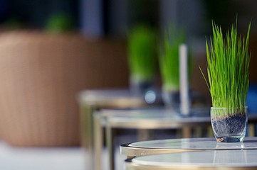 Grass pot in a living room. Decoration concept. Decorative grass in flowerpot. A pot with green grass on blurry background.