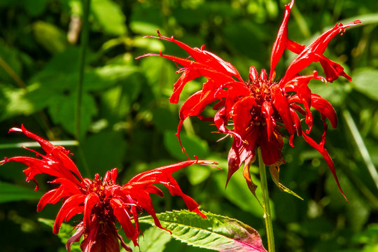 Scarlet Lobelia, The Cardinal Flower
