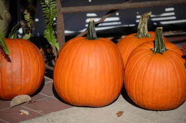 Closeup of orange pumpkins sitting on curb.