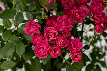 roses in the garden