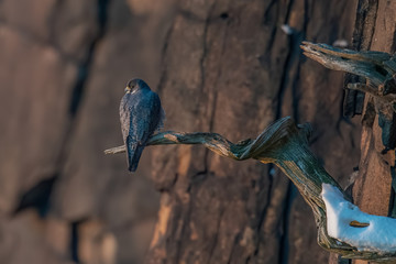 A Peregrine Falcon perched on a snowy branch on a cliff.