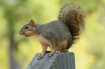 Fox squirrel or Sciurus niger perched on wooden post against background of yellowing autumn leaves