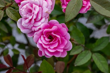 pink rose in the garden