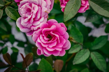 pink rose in the garden