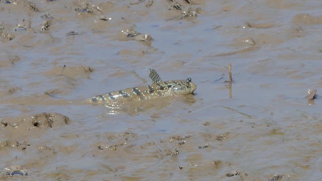 Blue-Spotted Mudskipper on mud in mangrove forest.