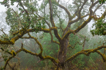 An old moss covered Oak tree on a misty day at Fremont Peak State Park, in the Gabilan Mountain range, in Monterey and San Benito Counties, a short drive from San Juan Bautista, in central California