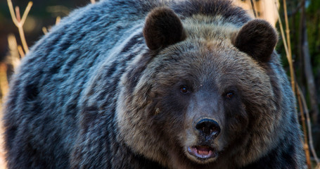 Brown bear from mountains of Croatia