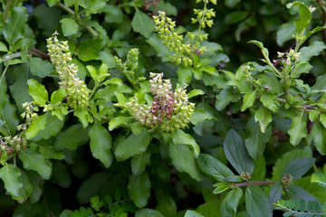 Holy Basil leaves 