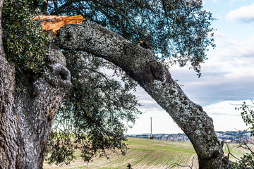 ENCINA PARTIDA POR RAYO TORMENTA