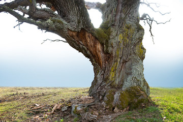 Ancient oak tree on bright sky