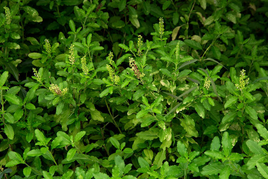 Holy Basil leaves 