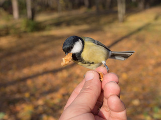 Titmouse on a finger