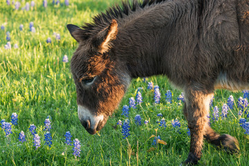 Burro Grazing in a Bluebonnet Filled Meadow