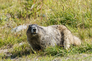 Wild large Hoary Marmot in natural environment of mountains.