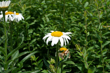 White Flower