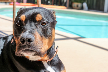 Pitweiler / Rottweiler Pit Bull Mix Dog 