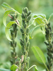 Obraz premium ゴマ畑 キンゴマ