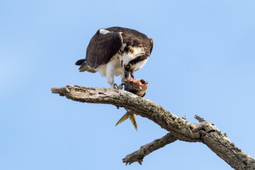 An Osprey perched on a branch eating a fish.