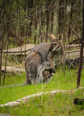 Wallaby and Joey