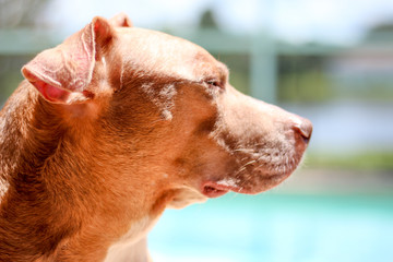 American Staffordshire Terrier / Pit Bull Dog Profile