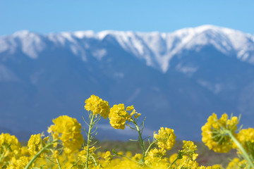 菜の花と雪山