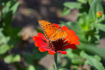 butterfly on flower