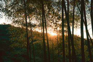 Obraz na płótnie Canvas sunset in the bamboo forest